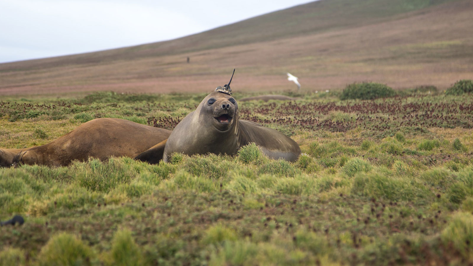 A tagged elephant seal basks on Kerguelen Island, a French territory in the Antarctic. Elephant seals are tagged as part of a French research program called SO-MEMO (Observing System - Mammals as Samplers of the Ocean Environment), operated by the French National Center for Scientific Research (CNRS). The tags — actually, sensors with antennas — are glued to the seals' heads in accordance with established ethical standards when the animals come ashore either to breed or to molt. The researchers remove the tags to retrieve their data when the seals return to land. If they miss a tag, it drops off with the dead skin in the next molting season. Credit: Sorbonne University/Etienne Pauthenet